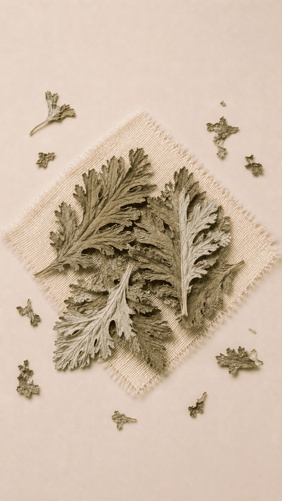 Photo of Argy Wormwood Leaf