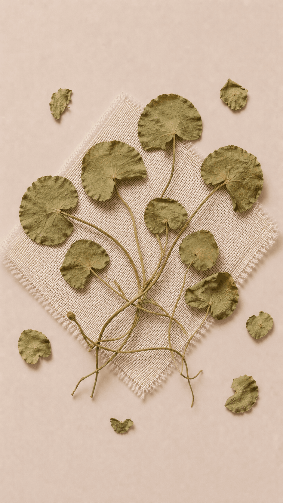 Photo of Asiatic Pennywort Herb