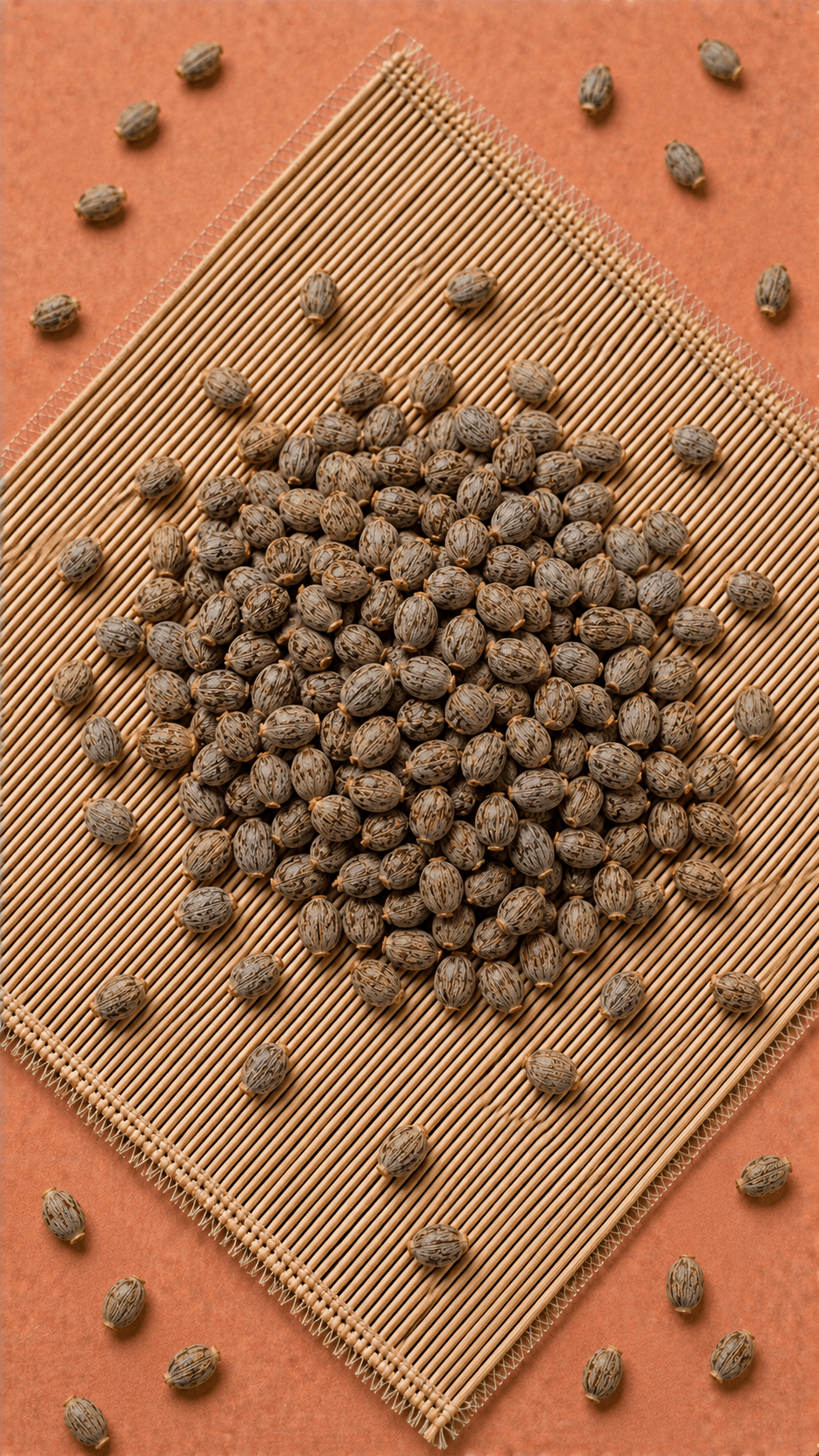 Photo of Caper Euphorbia Seed