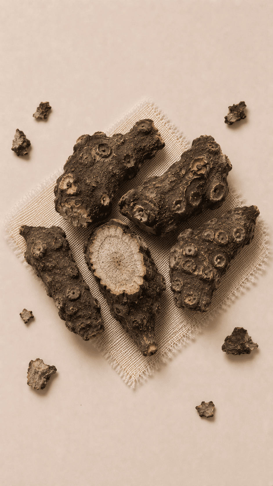 Photo of Cimicifuga Rhizome