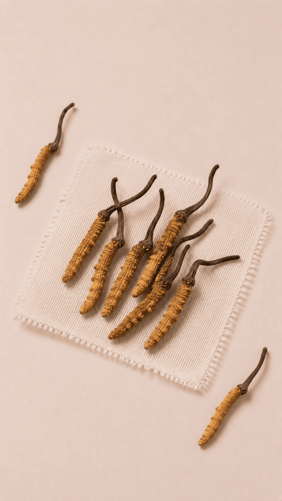 Photo of Cordyceps