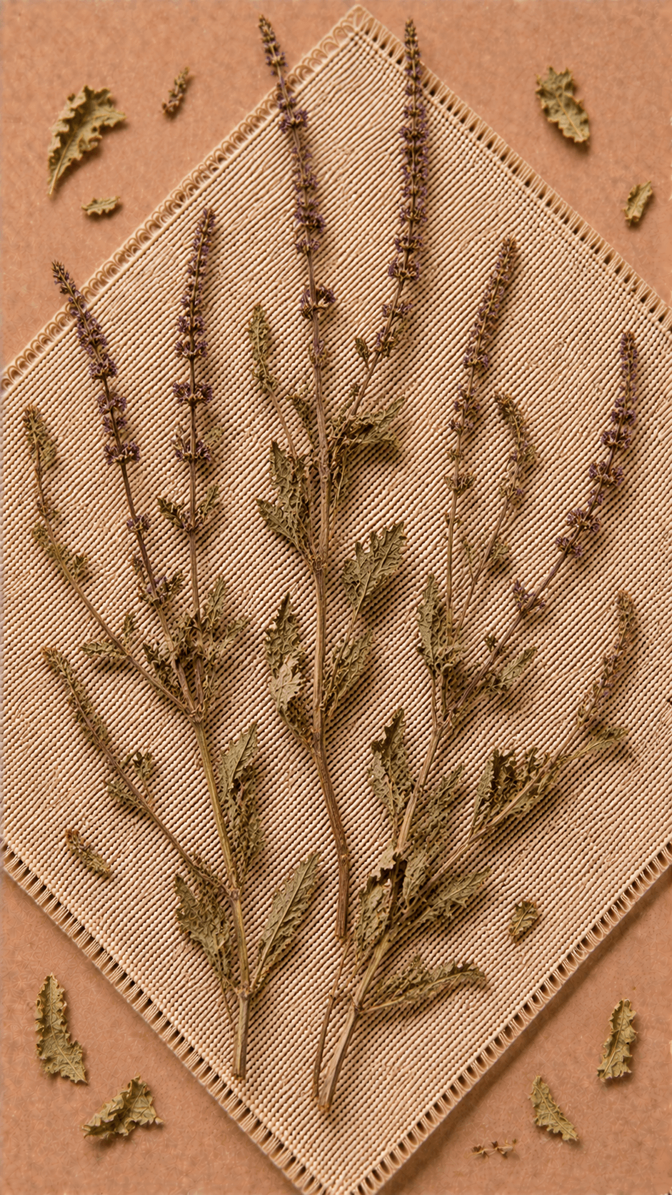 Photo of European Verbena