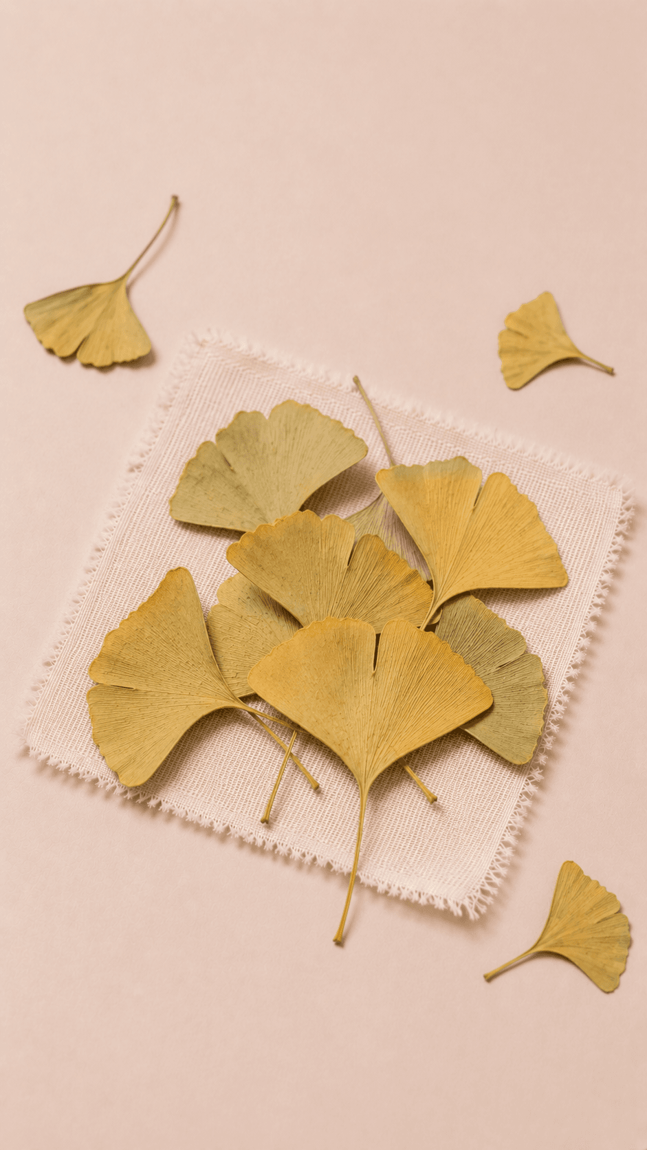 Photo of Ginkgo Leaf