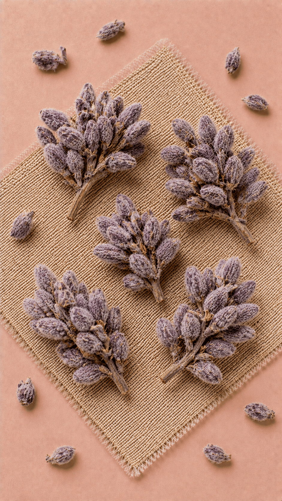 Photo of Lilac Daphne Bud