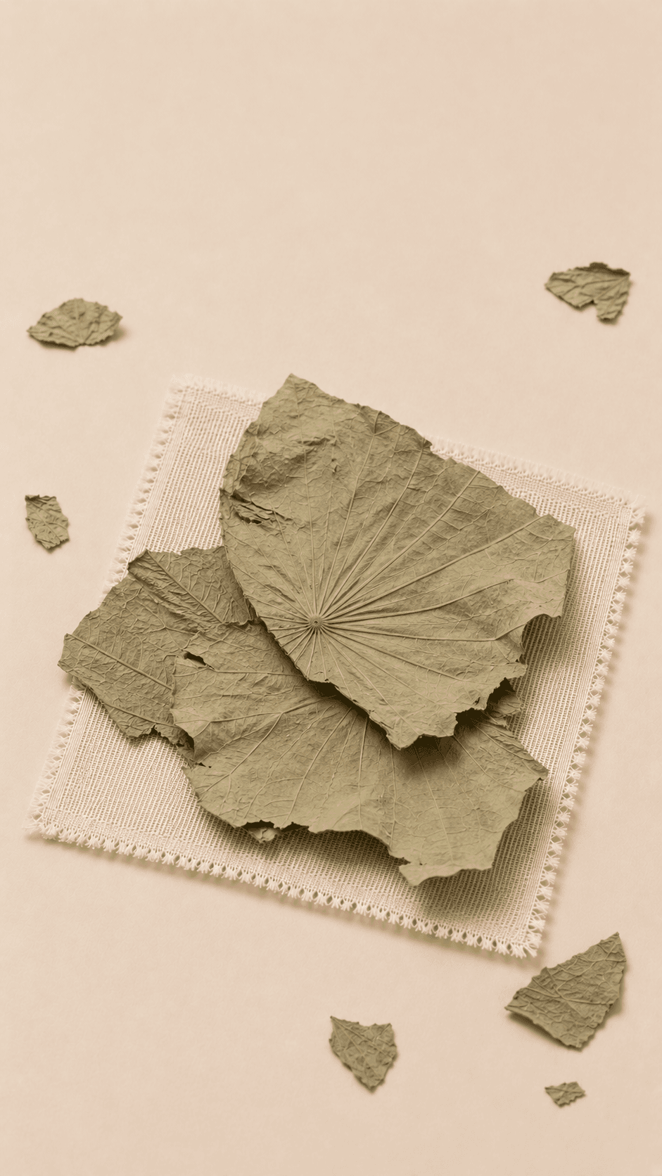 Photo of Lotus Leaf