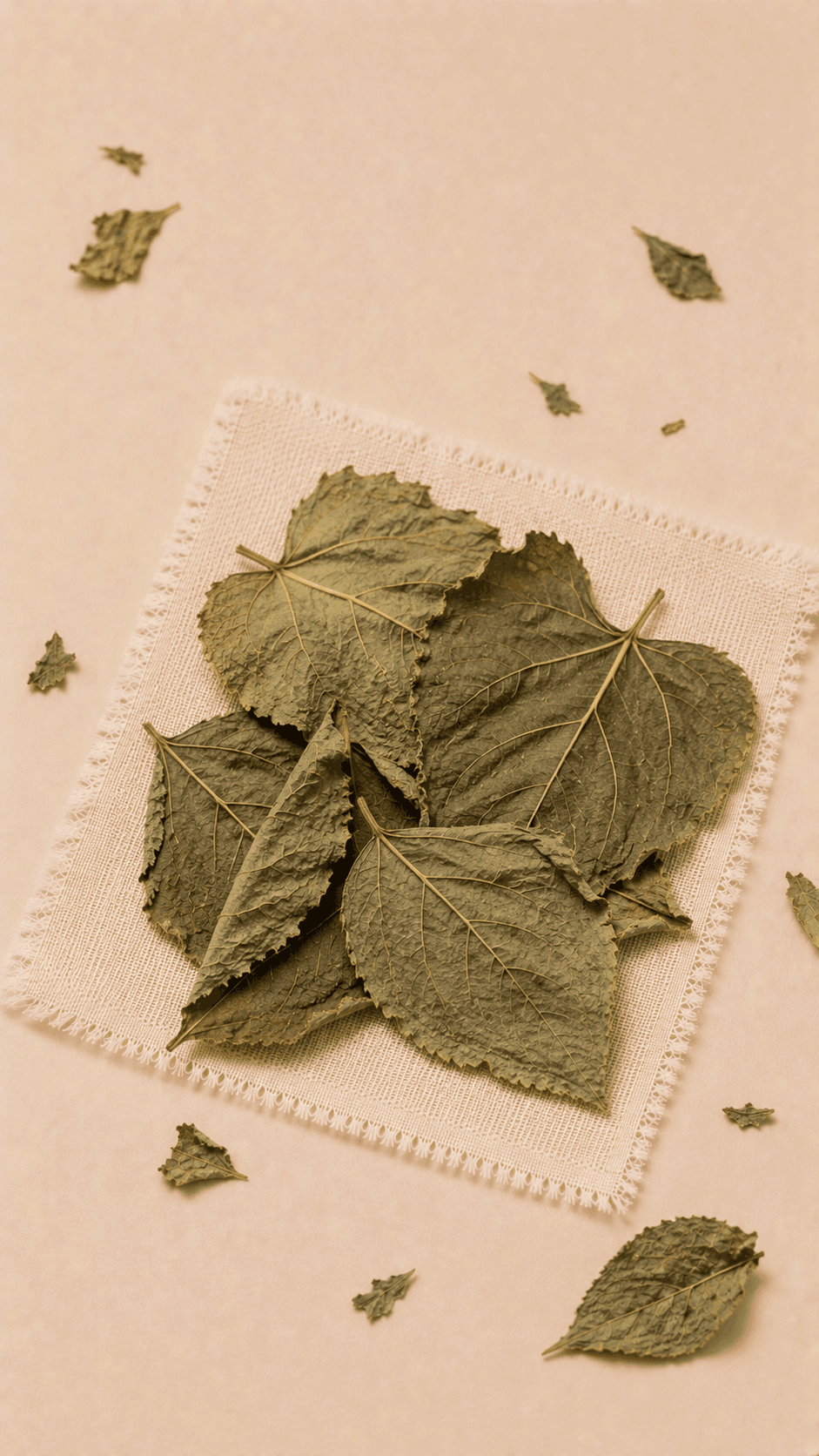 Photo of Mulberry Leaf