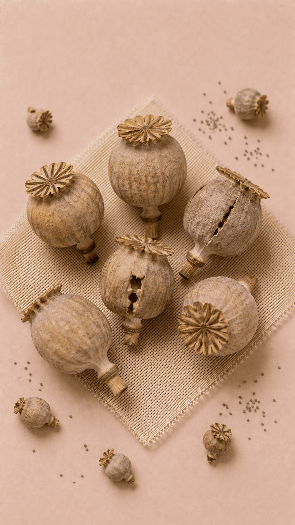 Photo of Poppy Capsule