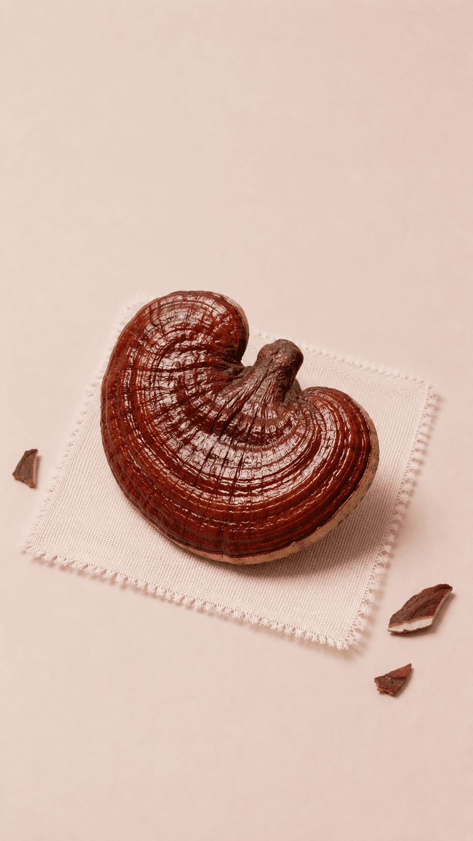 Photo of Reishi Mushroom