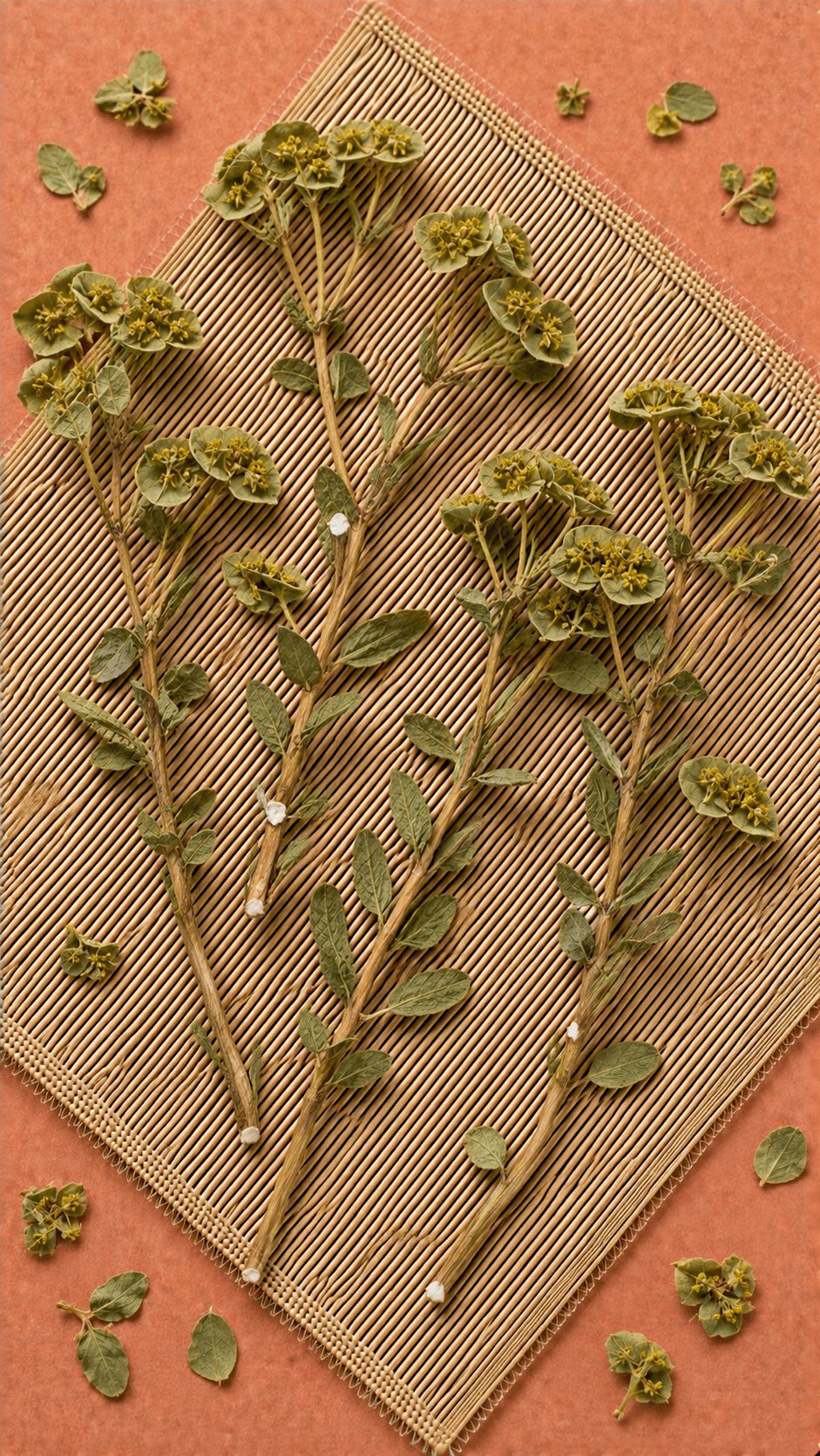 Photo of Sun Spurge