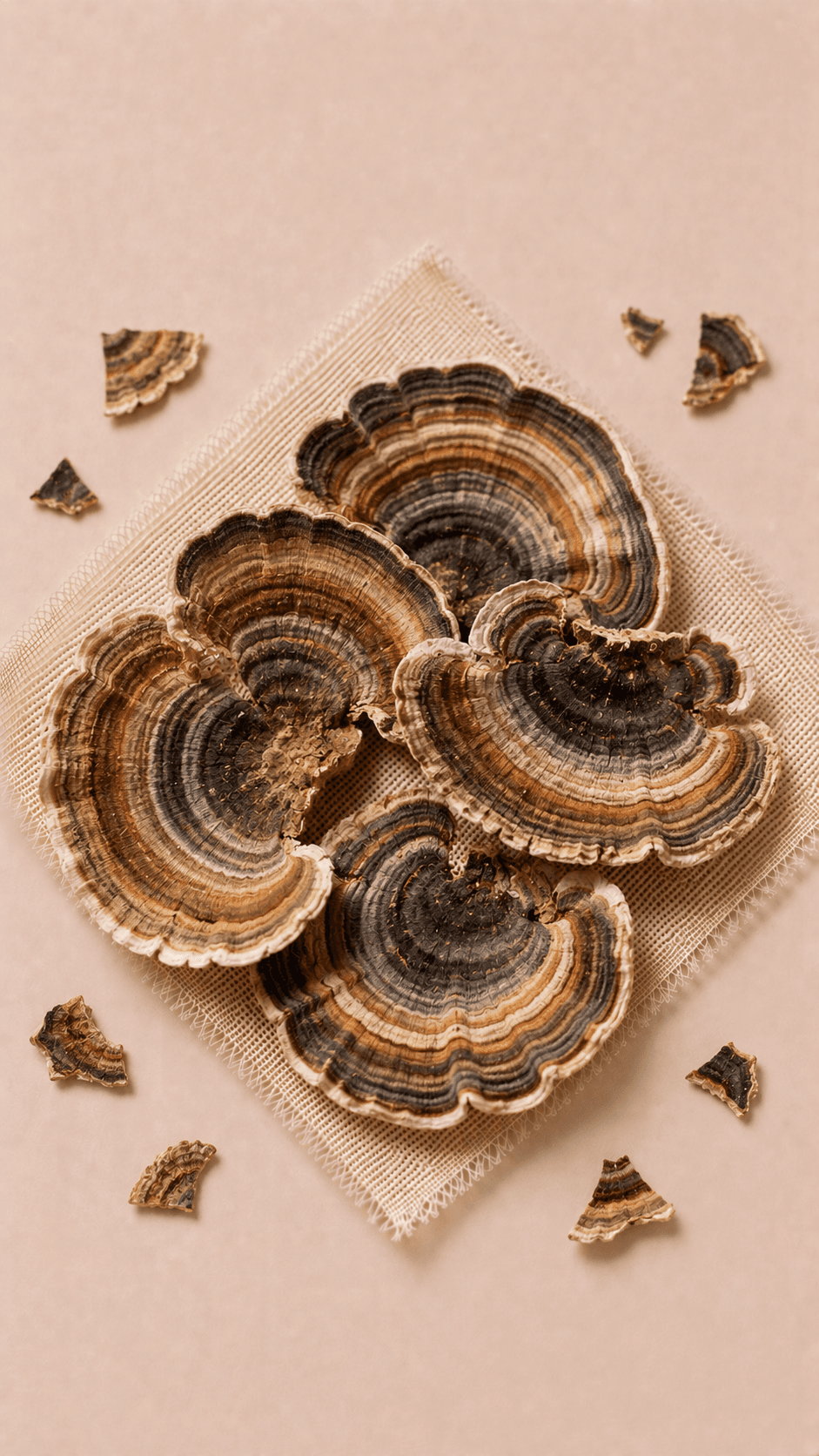 Photo of Turkey Tail
